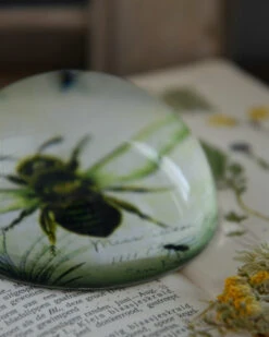 Botanische Insect Presse Papier Bij, Groot 16 Botanische Insect Presse Papier Bij, Groot -Woondecoratie botanische insect presse papier bij groot 6