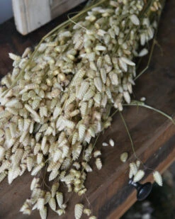 Gedroogde Briza Maxima Groot Trilgras -Woondecoratie briza maxima gedroogd groot trilgras 3