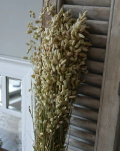 Gedroogde Briza Maxima Groot Trilgras -Woondecoratie briza maxima gedroogd groot trilgras 5