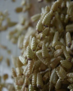 Gedroogde Briza Maxima Groot Trilgras -Woondecoratie briza maxima gedroogd groot trilgras 6