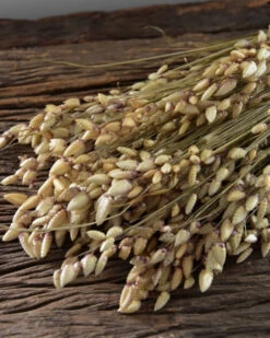 Gedroogde Briza Maxima Groot Trilgras -Woondecoratie briza maxima gedroogd groot trilgras 7