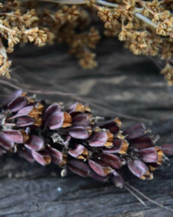 Gedroogde Gemengde Grassen En Zaaddozen 16 Gedroogde Gemengde Grassen En Zaaddozen -Woondecoratie gedroogde gemengde grassen en zaaddozen 6