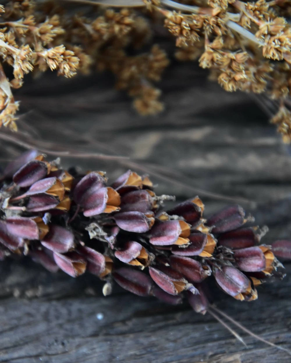 Gedroogde Gemengde Grassen En Zaaddozen 9 Gedroogde Gemengde Grassen En Zaaddozen - Afbeelding 7