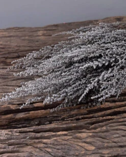 Gedroogde Gepreserveerde Stoebe Pluim