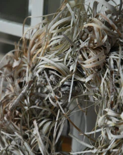 Gedroogde Tiririca Cyperus Gras Krans Stone Washed -Woondecoratie gedroogde tiririca cyperus gras krans stone washed 3