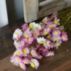 Gemengde Acroclinium Droogbloemen In Wit En Roze -Woondecoratie gemengde acroclinium droogbloemen in wit en roze