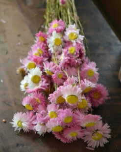 Gemengde Acroclinium Droogbloemen In Wit En Roze -Woondecoratie gemengde acroclinium droogbloemen in wit en roze 2