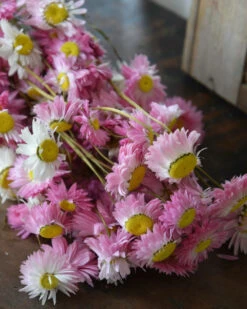 Gemengde Acroclinium Droogbloemen In Wit En Roze -Woondecoratie gemengde acroclinium droogbloemen in wit en roze 4