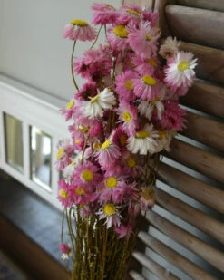 Gemengde Acroclinium Droogbloemen In Wit En Roze -Woondecoratie gemengde acroclinium droogbloemen in wit en roze 5