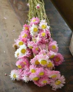 Gemengde Acroclinium Droogbloemen In Wit En Roze -Woondecoratie gemengde acroclinium droogbloemen in wit en roze 6