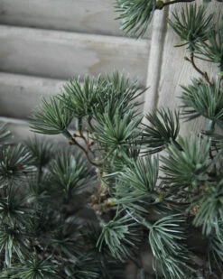 Grote Groene Kerstgroen Krans Cedar, IB Laursen 14 Grote Groene Kerstgroen Krans Cedar, IB Laursen -Woondecoratie grote groene kerstgroen krans cedar ib laursen 5