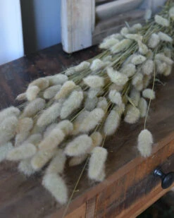 Lagurus Ovatus Graspluimen Droogbloemen -Woondecoratie lagurus ovatus graspluimen droogbloemen 2