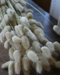 Lagurus Ovatus Graspluimen Droogbloemen -Woondecoratie lagurus ovatus graspluimen droogbloemen 3