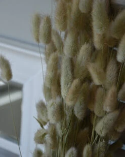 Lagurus Ovatus Graspluimen Droogbloemen -Woondecoratie lagurus ovatus graspluimen droogbloemen 4