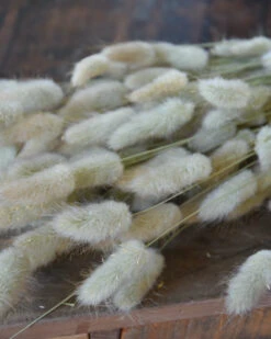 Lagurus Ovatus Graspluimen Droogbloemen -Woondecoratie lagurus ovatus graspluimen droogbloemen 5