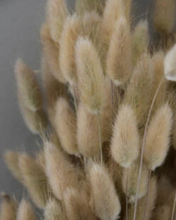 Lagurus Ovatus Graspluimen Droogbloemen -Woondecoratie lagurus ovatus graspluimen droogbloemen 6