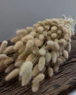 Lagurus Ovatus Graspluimen Droogbloemen -Woondecoratie lagurus ovatus graspluimen droogbloemen 7