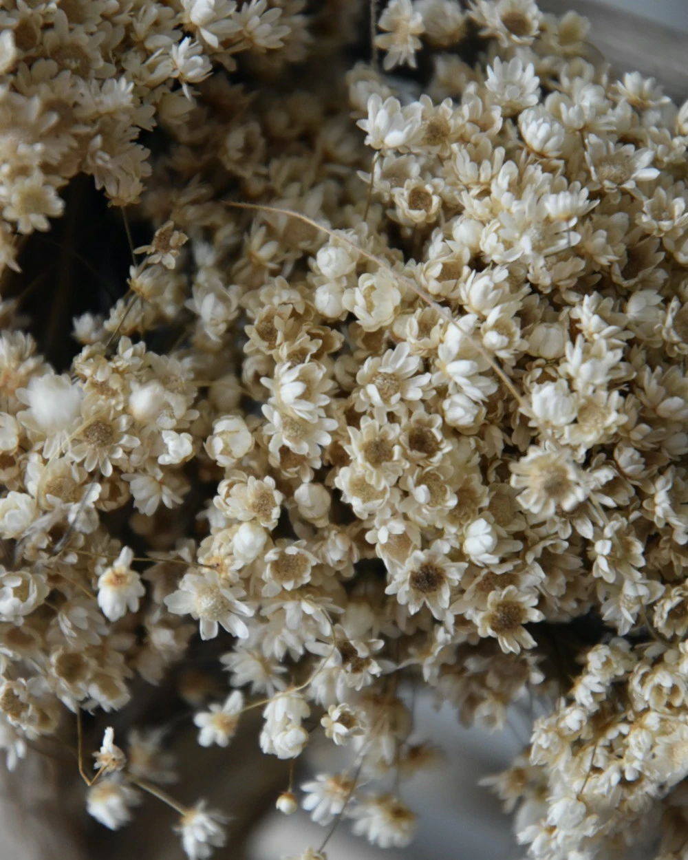 Marcela Droogbloemetjes In Naturel Wit 4 Marcela Droogbloemetjes In Naturel Wit - Afbeelding 2