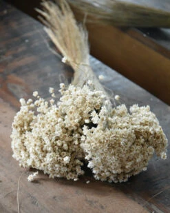 Marcela Droogbloemetjes In Naturel Wit 13 Marcela Droogbloemetjes In Naturel Wit -Woondecoratie marcela droogbloemetjes in naturel wit 4