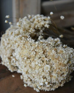 Marcela Droogbloemetjes In Naturel Wit 14 Marcela Droogbloemetjes In Naturel Wit -Woondecoratie marcela droogbloemetjes in naturel wit 5